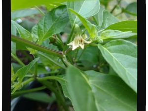 IMG_20170625_093910064_