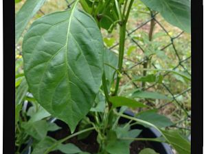 IMG_20170625_093933315_