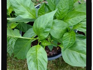 IMG_20170625_093937891_