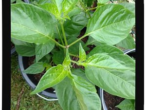IMG_20170625_094006761_