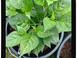 IMG_20170625_094019270_