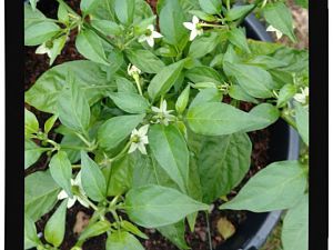 IMG_20170625_094034738_