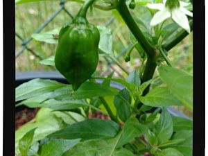IMG_20170625_094038485_