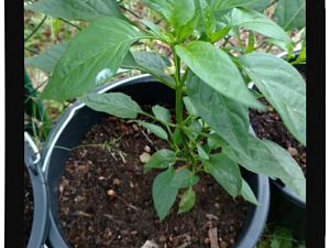 IMG_20170625_094056890_
