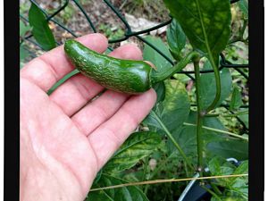 IMG_20170625_094118053_