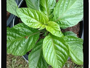IMG_20170625_094130550_