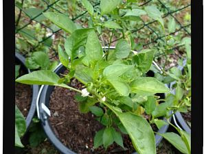 IMG_20170625_094140007_