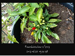 IMG_20170625_094147922_