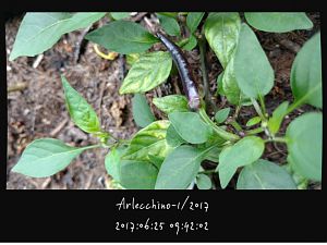 IMG_20170625_094202255_