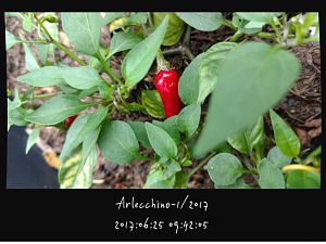 IMG_20170625_094205070_