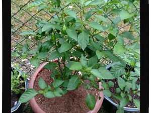 IMG_20170625_094215386_