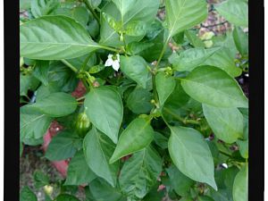 IMG_20170625_094218155_