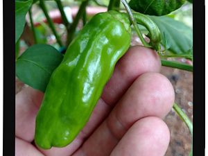 IMG_20170625_094230329_