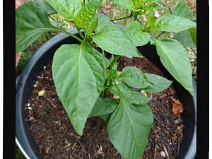 IMG_20170625_094239596_