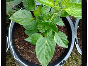 IMG_20170625_094246458_