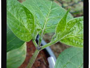 IMG_20170625_094310652_