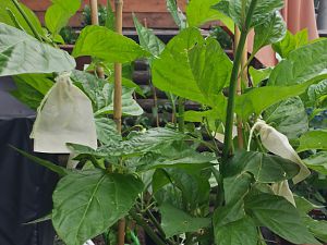 20170629_134637_Richtone(HDR)