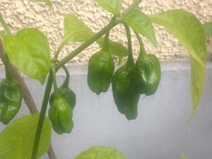 IMG_20170630_154933831