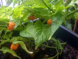 IMG_20170630_160126652_HDR