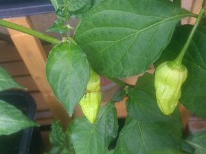 IMG_20170630_160216570