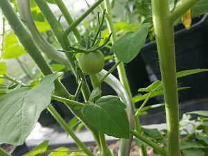 Sweet Cherry Tomate