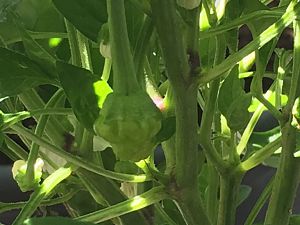 Die komische Scotch Bonnet Annum von Coop