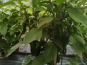 IMG_20170702_155236