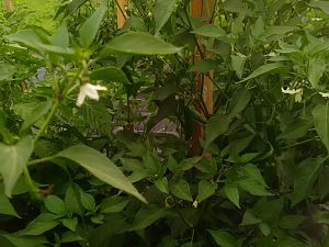 IMG_20170702_155310