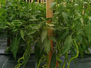 IMG_20170702_155549