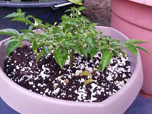 Aji Mocero