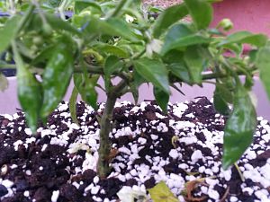 Aji Mochero