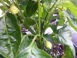 Aji White Fantasy (2)