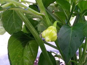 Aji White Fantasy