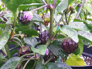 Black Scorpions Tongue