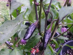 Purple Jalapeno