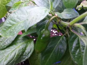 Rocoto