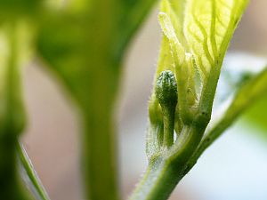 C_b_lemon_drop_2_2017_erste_blueten_001