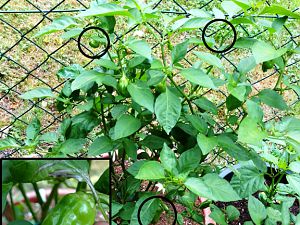 IMG_20170625_094215386_highlighted