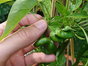 Cayenne mutant (2)