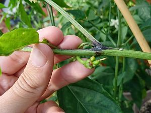 Cayenne Mutant