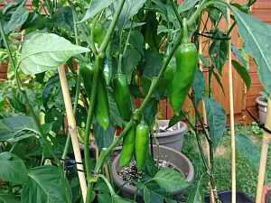 Jalapeno (3)