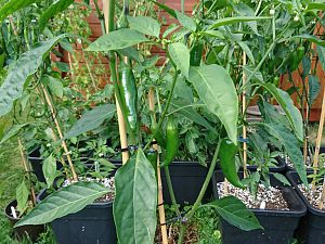 Jalapeno 04.07 (2)