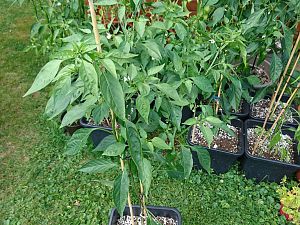 Jalapeno 04.07