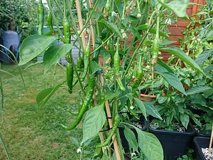 Cayenne 04.07 (2)