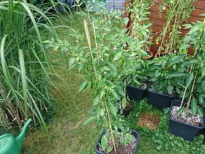 Cayenne 04.07.