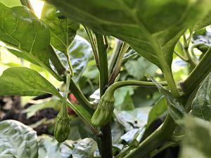 Habanero Chocolate