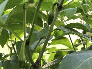 Jalapeno