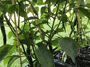 Golden Cayenne