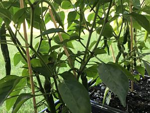 Golden Cayenne