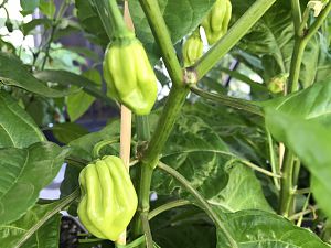 Caribbean Antillais